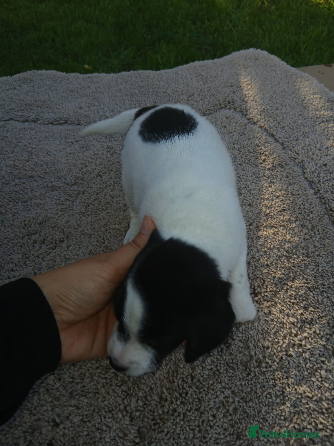 Jack Russell dogs for sale: Minature jack russell puppy's  - Image 4