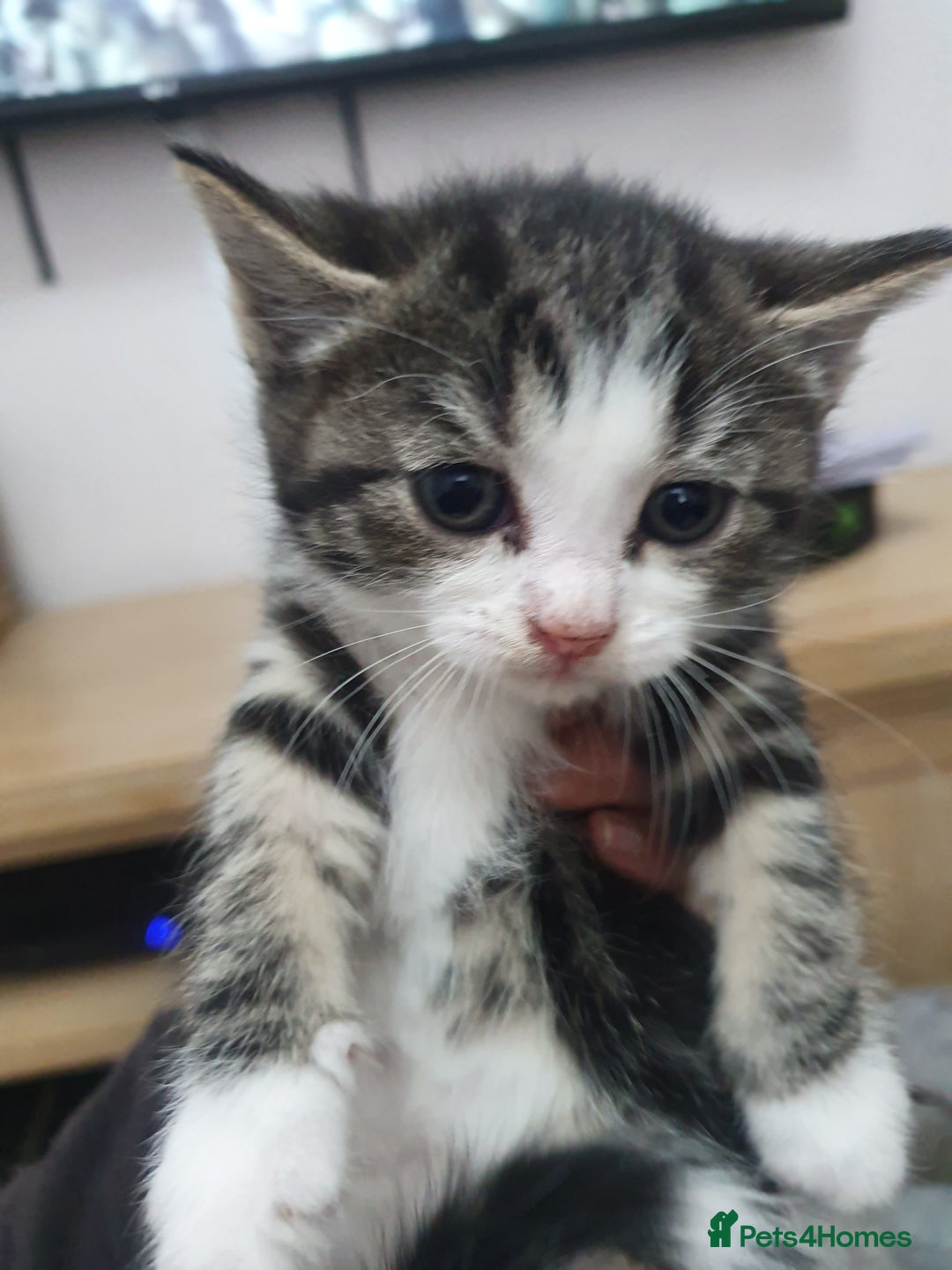 Mixed Breed cats for sale: Maincoon/ragdoll&Siberian kittens [price varies] - Image 12