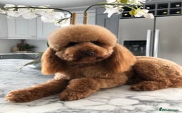 Toy Poodle dogs for sale: Kc reg extremely Heath tested  - Image 5