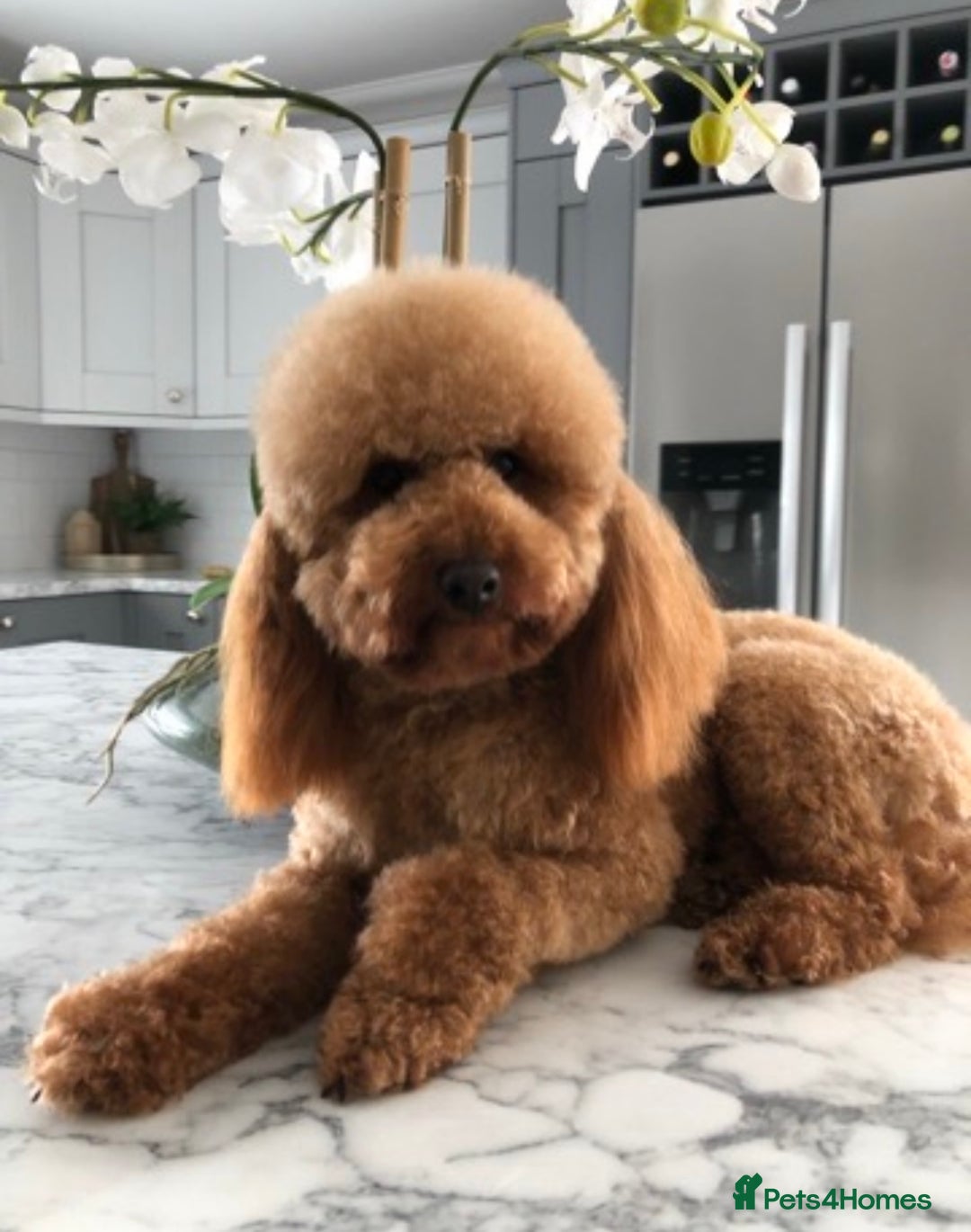 Toy Poodle dogs for sale: Kc reg extremely Heath tested  - Image 5
