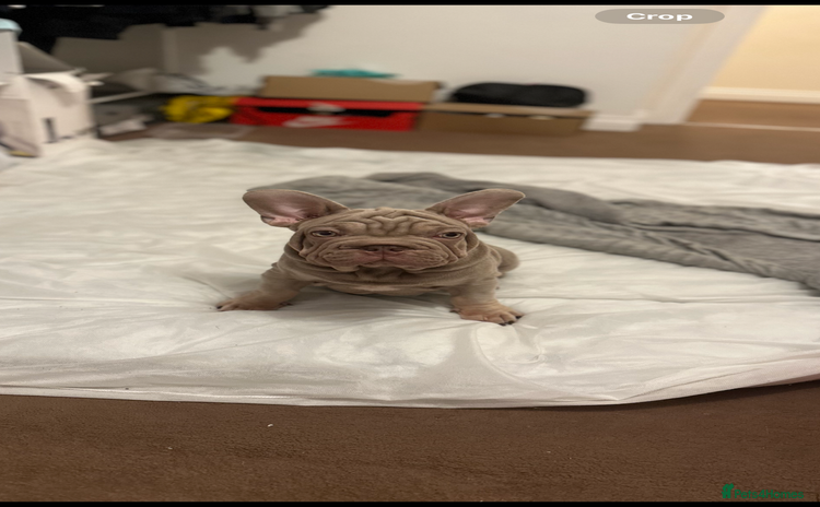 French Bulldog dogs - Advert 13