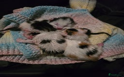 Mixed Breed cats for sale: Stunning litter of 6 kittens!  - Image 2