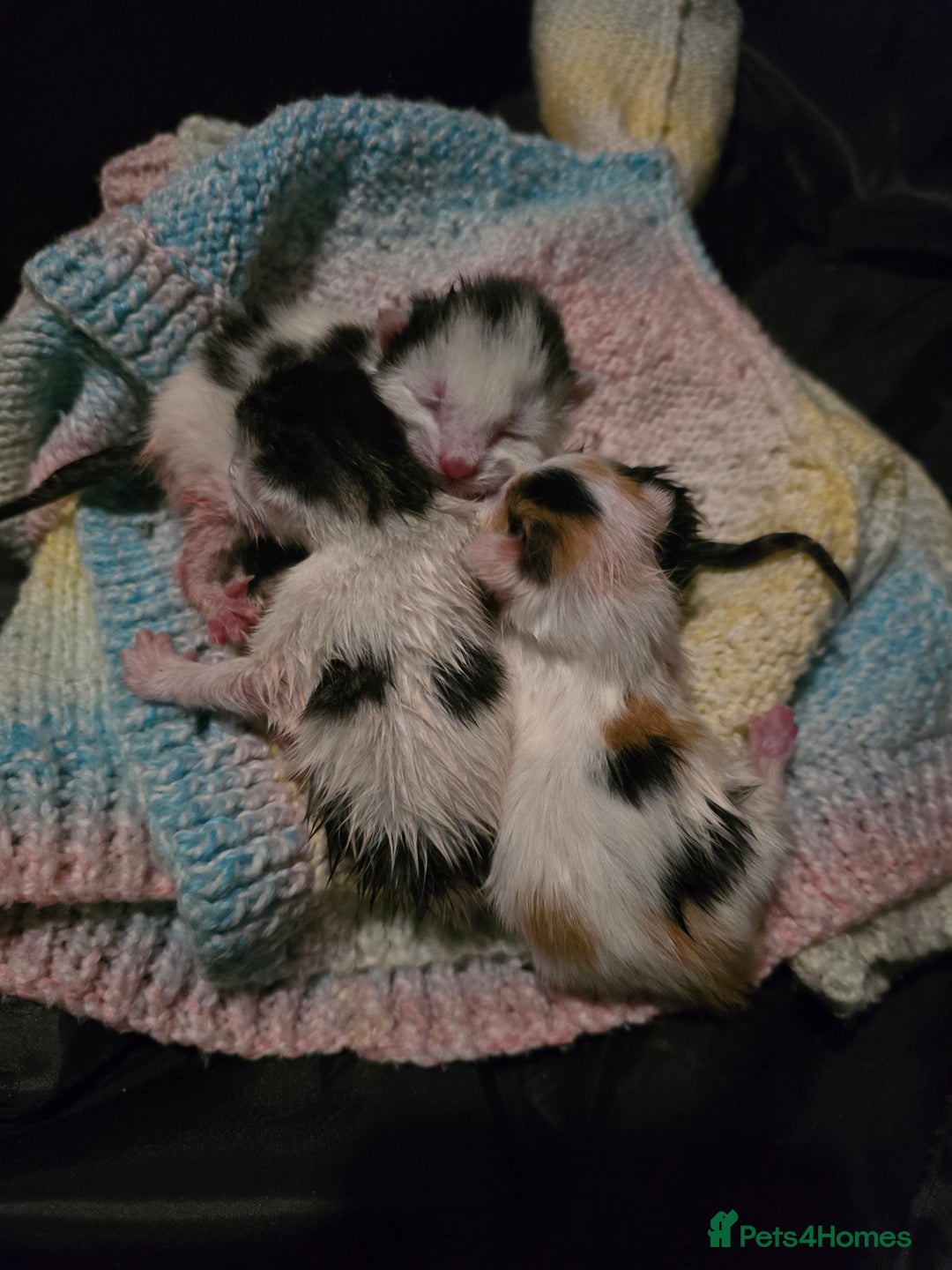 Mixed Breed cats for sale: Stunning litter of 6 kittens!  - Image 2