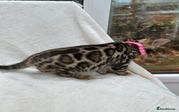 Bengal cats for sale: ❤️ GORGEOUS PURE BENGAL KITTENS ❤️ - Image 33
