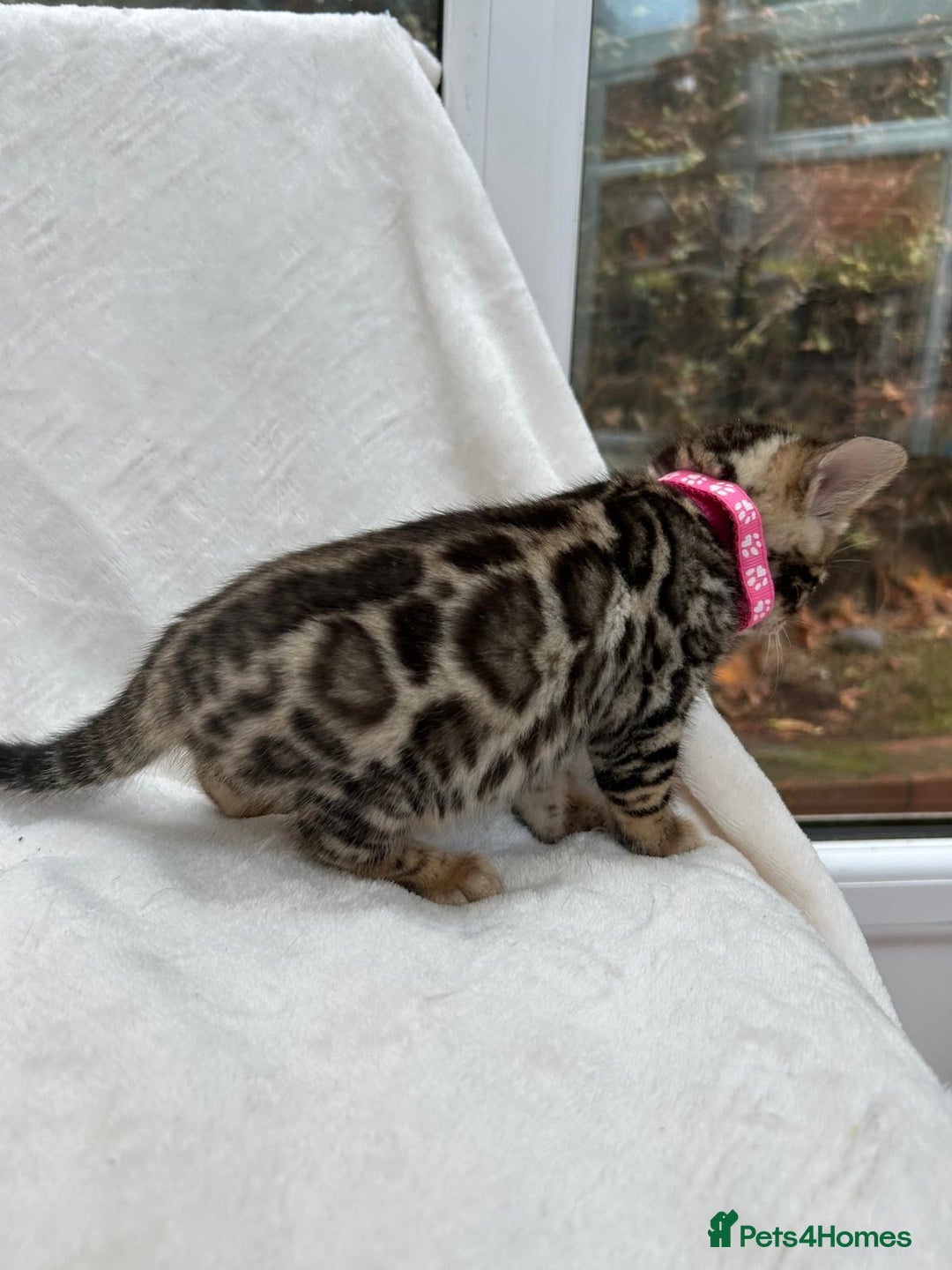 Bengal cats for sale: ❤️ GORGEOUS PURE BENGAL KITTENS ❤️ - Image 33