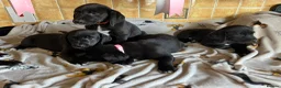 Labrador Retriever dogs for sale: Stunning black lab x pups  - Advert 4