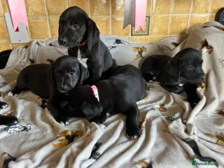 Labrador Retriever dogs Stunning black lab x pups - Advert 2