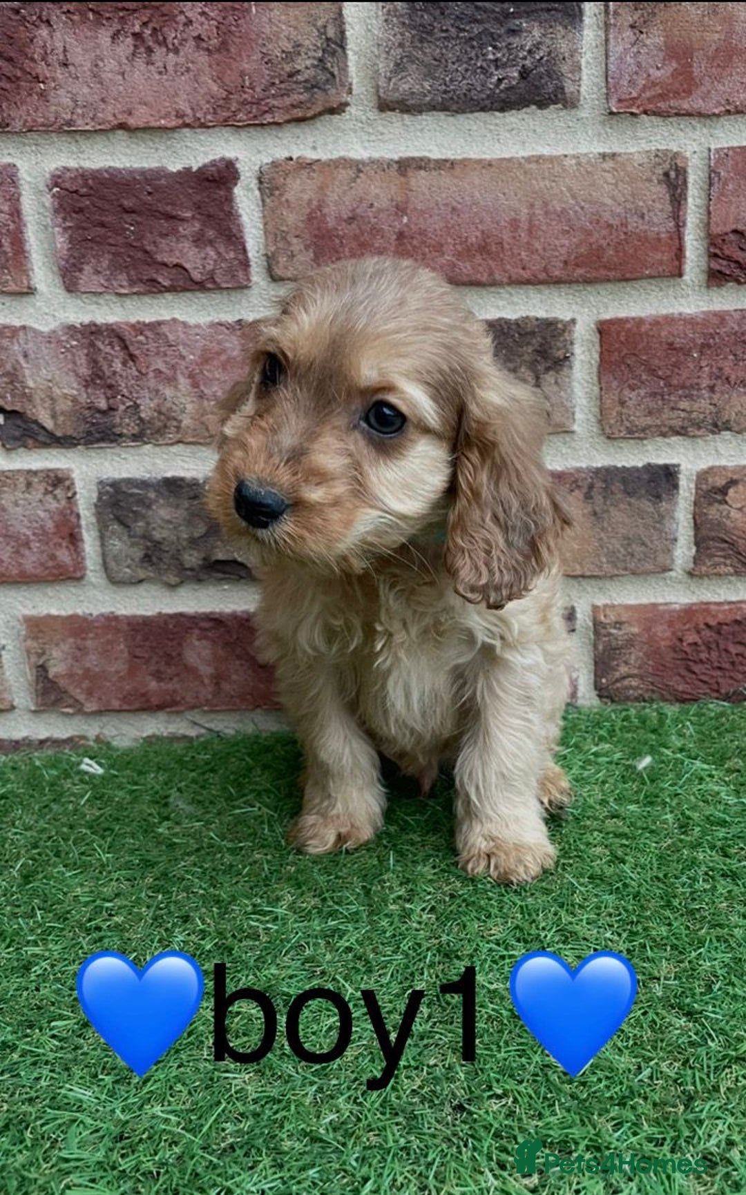 Cockapoo dogs for sale: ✨stunning cockapoo puppies✨ - Advert 2