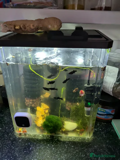 Gallery Image {{count}}