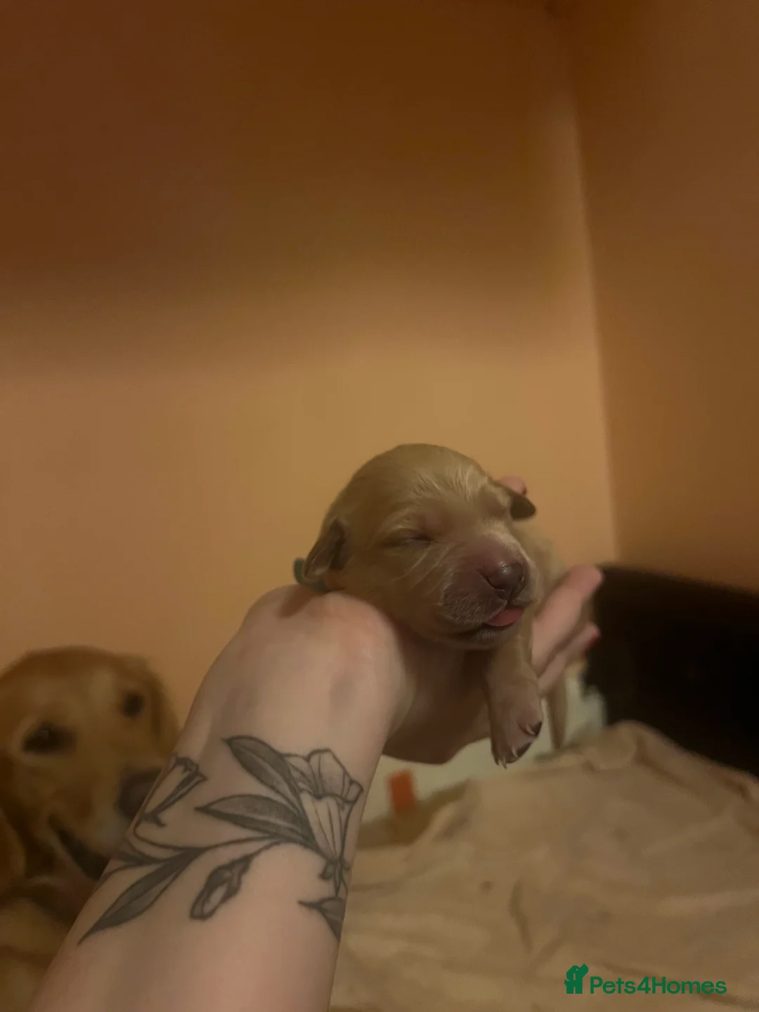 Golden Retriever dogs for sale: LITTLE BUNS - Advert 5