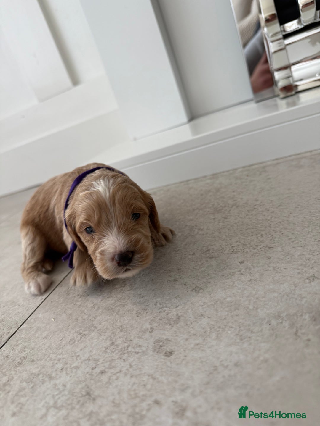 Cockapoo dogs for sale: 8 beautiful F1 cockapoo puppies - Image 9