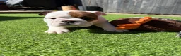 English Bulldog dogs for sale: 9 weeks old english bulldog girl puppy - Advert 12