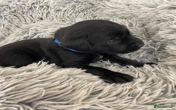 Labrador Retriever dogs for sale: working male black lab puppies  - Image 9