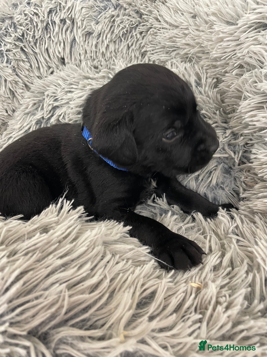 Labrador Retriever dogs for sale: working male black lab puppies  - Image 9