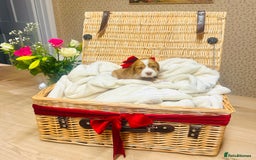 Cocker Spaniel dogs for sale: ❤️ Beautiful cocker spaniel puppies for sale ❤️ - Image 1