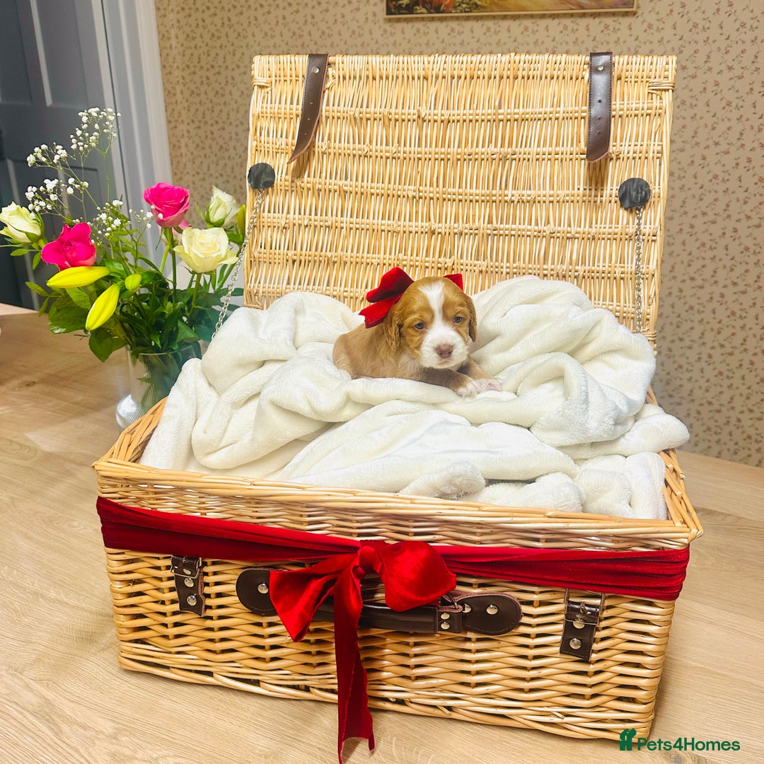 Cocker Spaniel dogs for sale: ❤️ Beautiful cocker spaniel puppies for sale ❤️ - Image 1