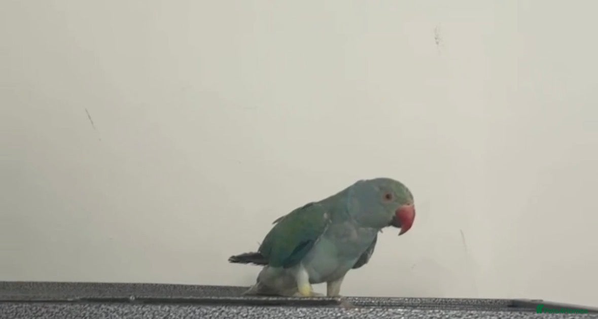 Ringnecks birds Indian Ringneck Rare Colour 6 Months Old - Advert 1