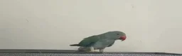 Ringnecks birds for sale: Indian Ringneck Rare Colour 6 Months Old - Advert 1