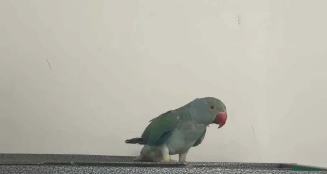 Ringnecks birds for sale: Indian Ringneck Rare Colour 6 Months Old - Advert 1