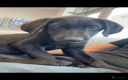Labrador Retriever dogs for sale: Beautiful 11 week old Lab puppy (female) - Image 1