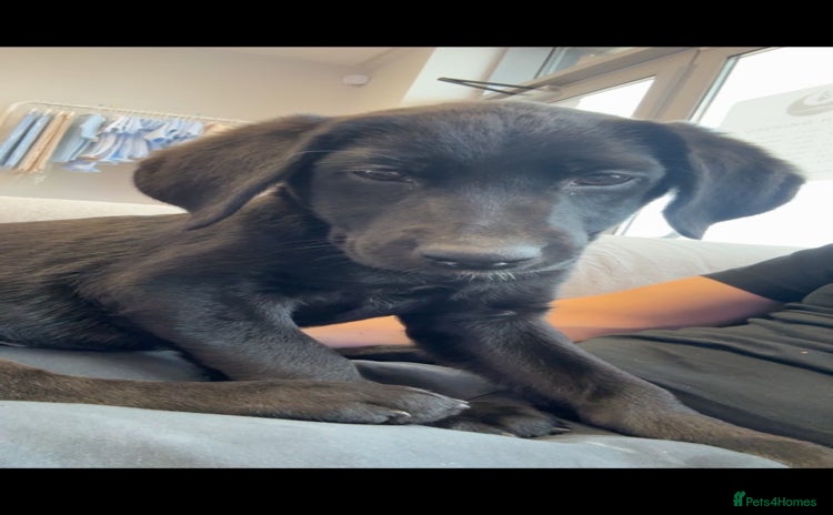 Labrador Retriever dogs - Advert 1