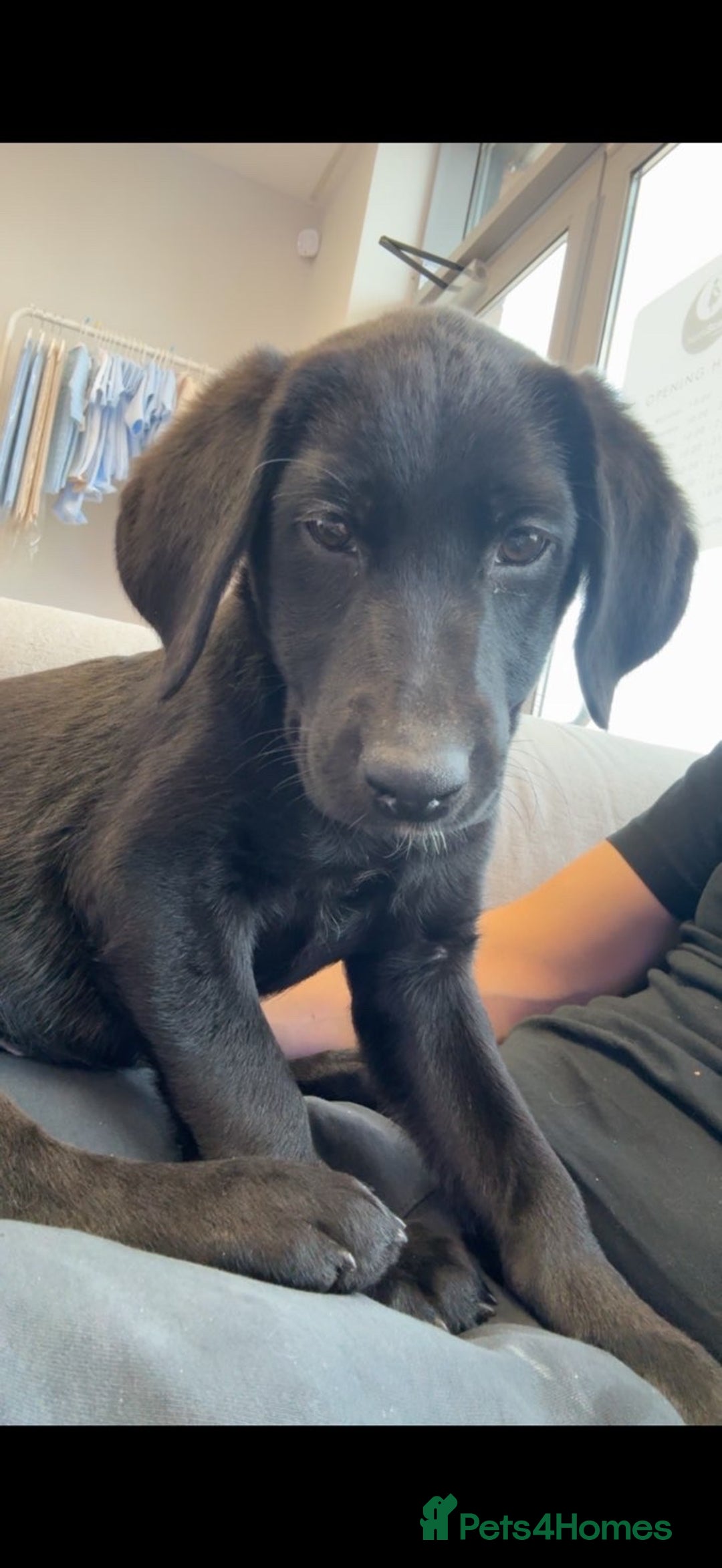 Labrador Retriever dogs for sale: Beautiful 11 week old Lab puppy (female) - Image 1