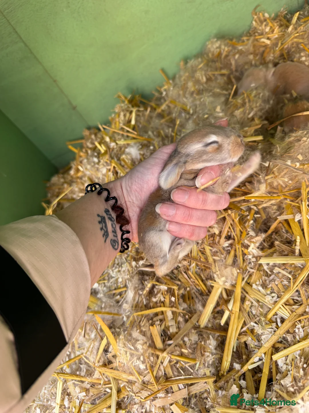 Continental Giant rabbits for sale: 9 x Continental Giants 🐰 Mixed Sexes - Advert 1