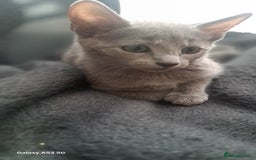 Russian Blue cats for sale: TICA Russian Blue Kittens Pedigree - Image 9
