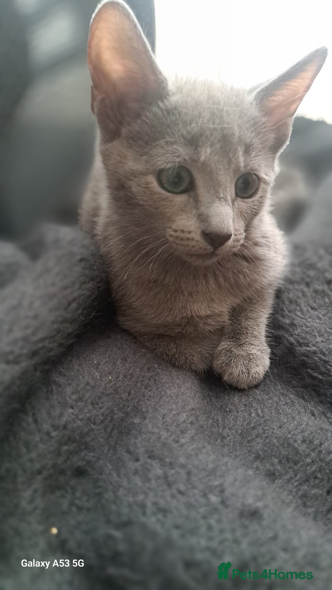 Russian Blue cats for sale: TICA Russian Blue Kittens Pedigree - Image 9