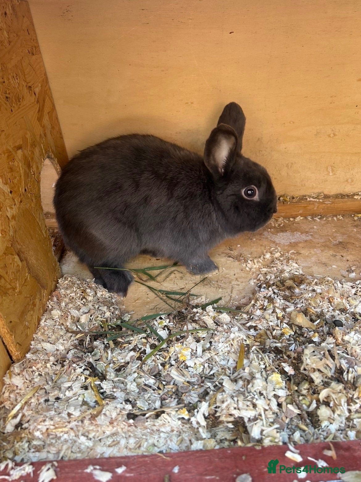 Mini Lop rabbits Mixed breed buck  - Advert 5