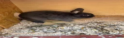 Mini Lop rabbits for sale: Mixed breed buck  - Advert 1