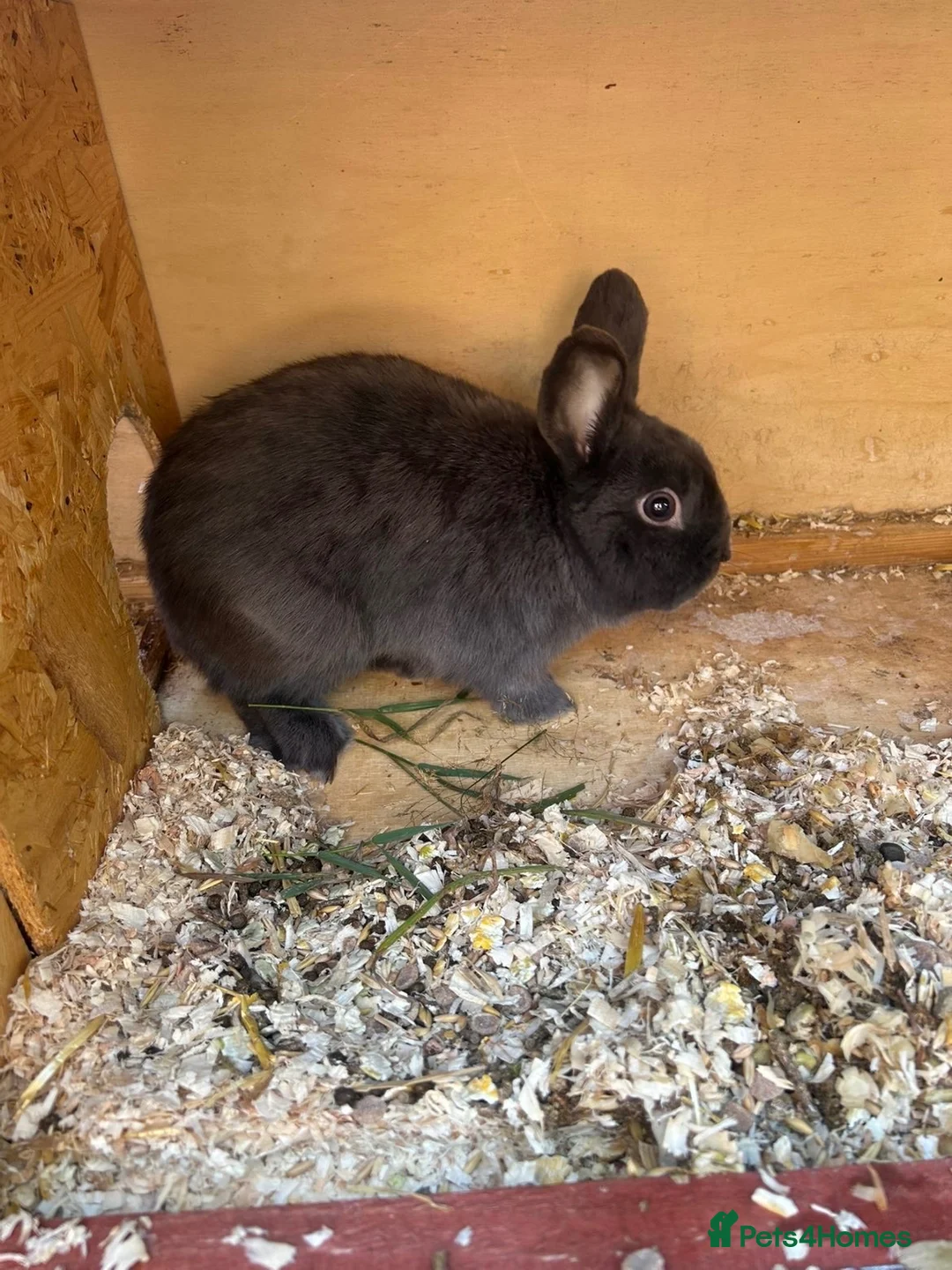 Mini Lop rabbits for sale: Mixed breed buck  - Advert 1