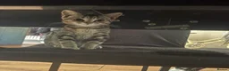 Mixed Breed cats for sale: Kittens looking for a forever home - Advert 7