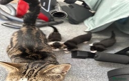 British Shorthair cats for sale: mixed tabby, black and white kittens  - Image 19