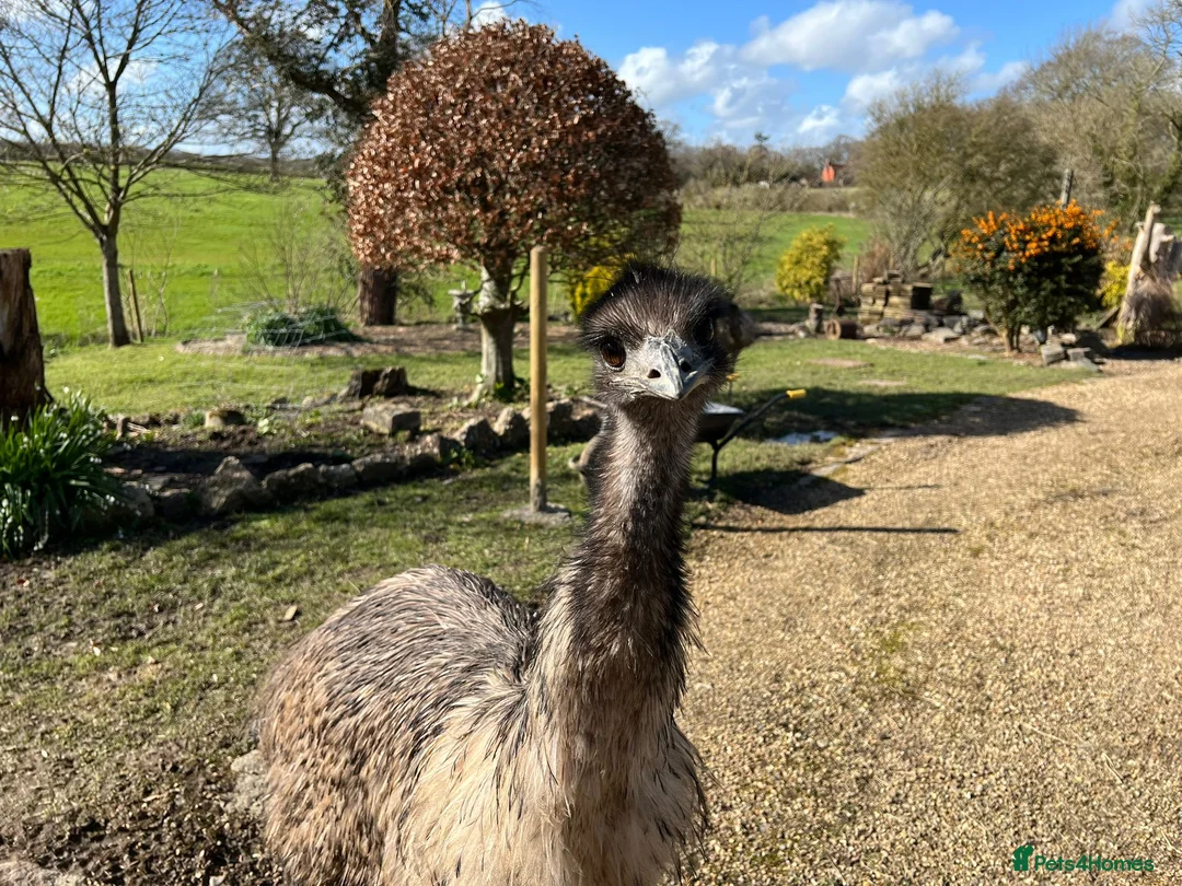 Emus poultry for sale: Female emu in Hailsham - Advert 1