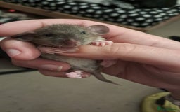 Rat rodents for sale: Mixed Litter for sale! - Image 3