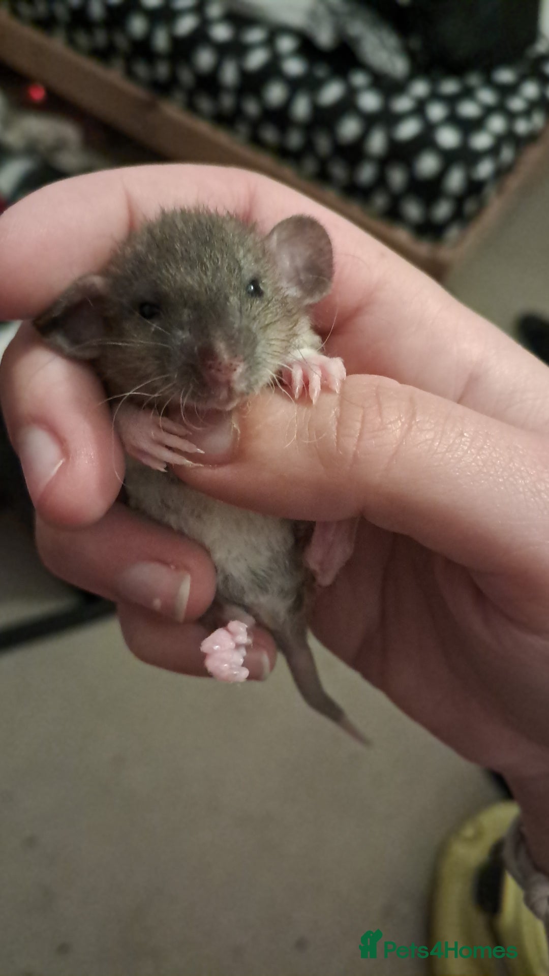 Rat rodents for sale: Mixed Litter for sale! - Image 3