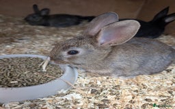 Mixed Breed rabbits for sale: Lots of bunnies for sale  - Image 3