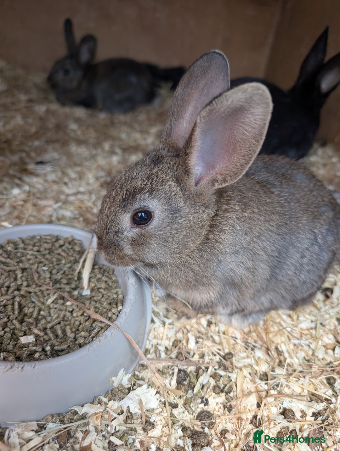 Mixed Breed rabbits for sale: Lots of bunnies for sale  - Image 3