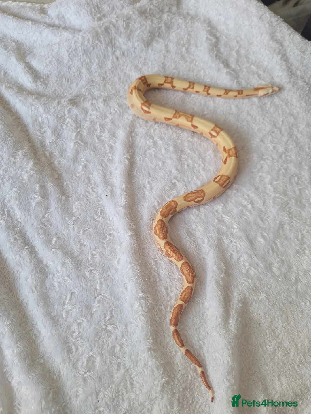 Boa Snake reptiles for sale: Boa snake  in Bristol - Advert 2