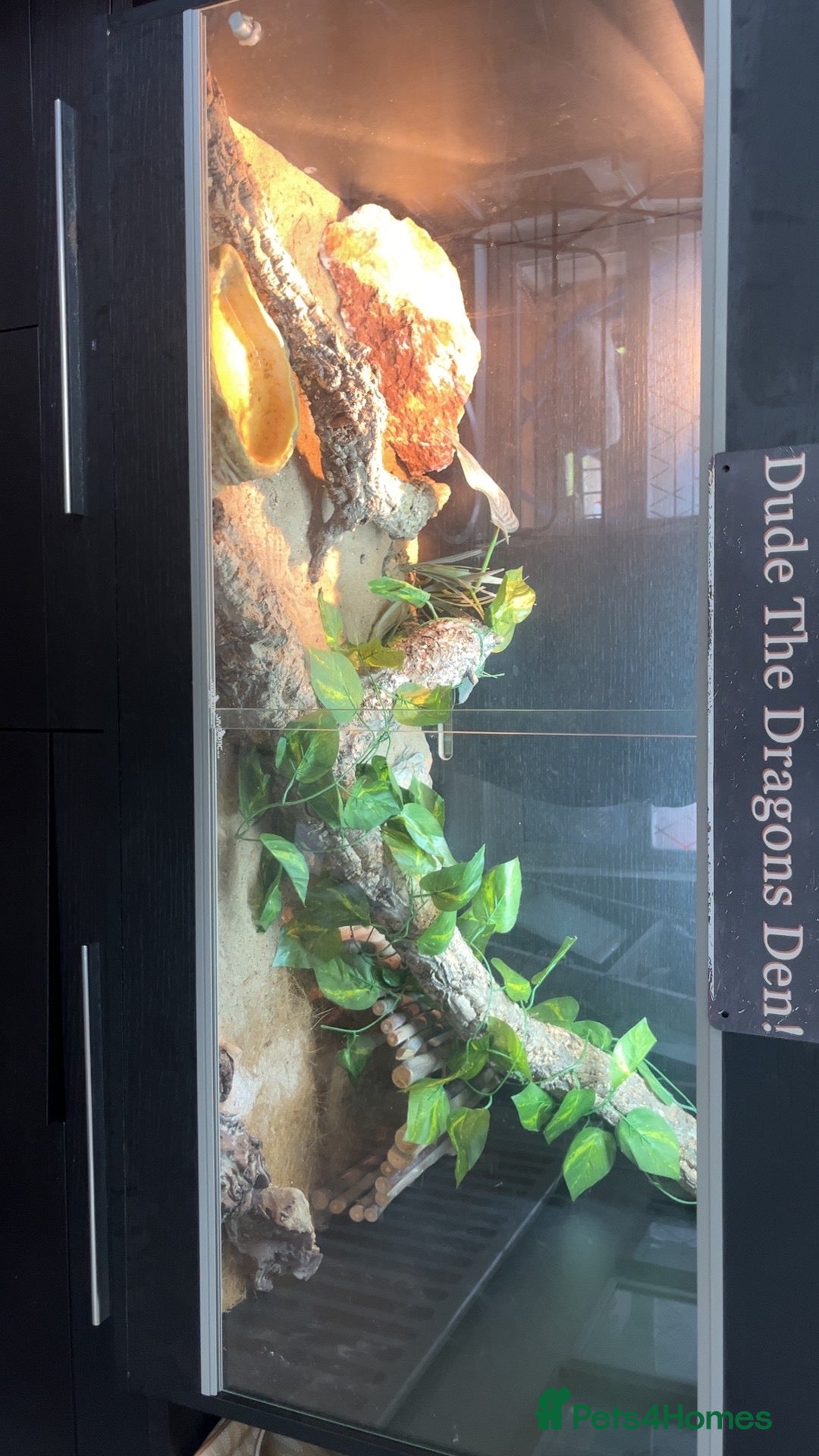 Bearded Dragon reptiles for sale: Male Bearded Dragon & Full Set Up - Image 3