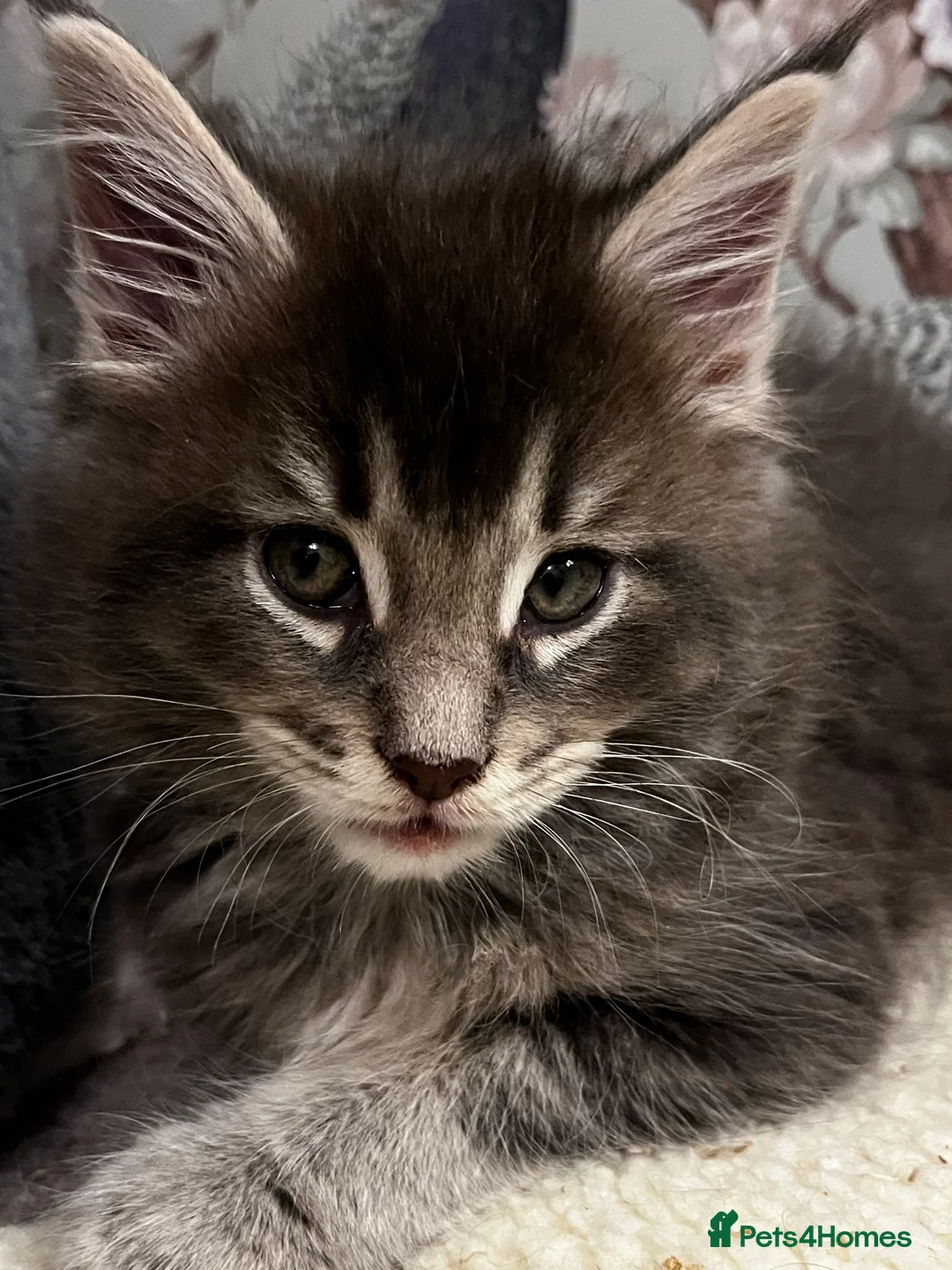 Maine Coon cats for sale:  Pedigree Maine Coon kittens - Advert 19