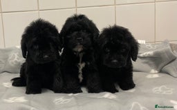 Cockapoo dogs for sale: Beautiful merle puppy’s available  - Image 5
