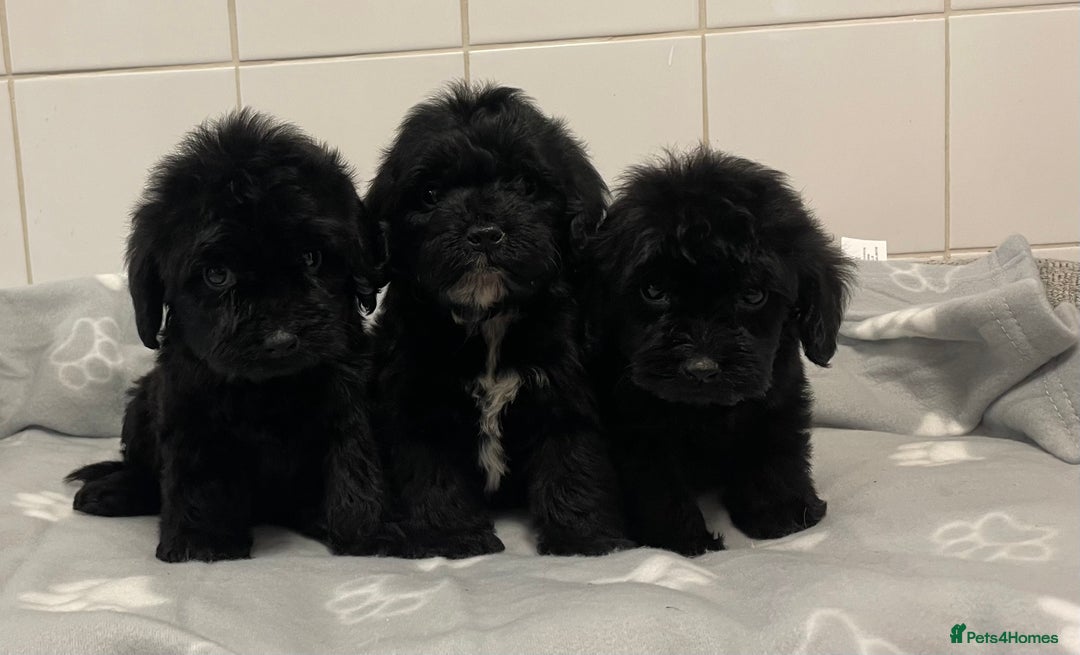 Cockapoo dogs for sale: Beautiful merle puppy’s available  - Image 5