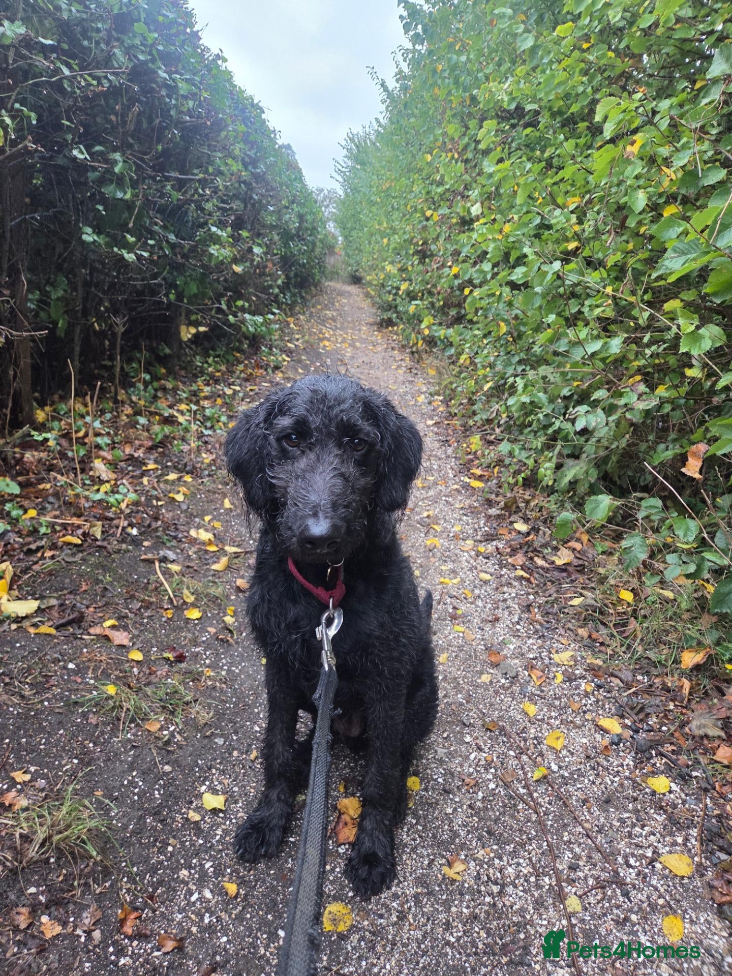 Labradoodle dogs Floyd F1 Labradoodle - Rehome - Advert 3