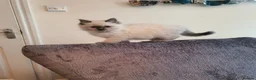 Ragdoll cats for sale: 🐈💕Gorgeous GCCF Blue Point Kittens💕🐈 in Preston - Advert 10