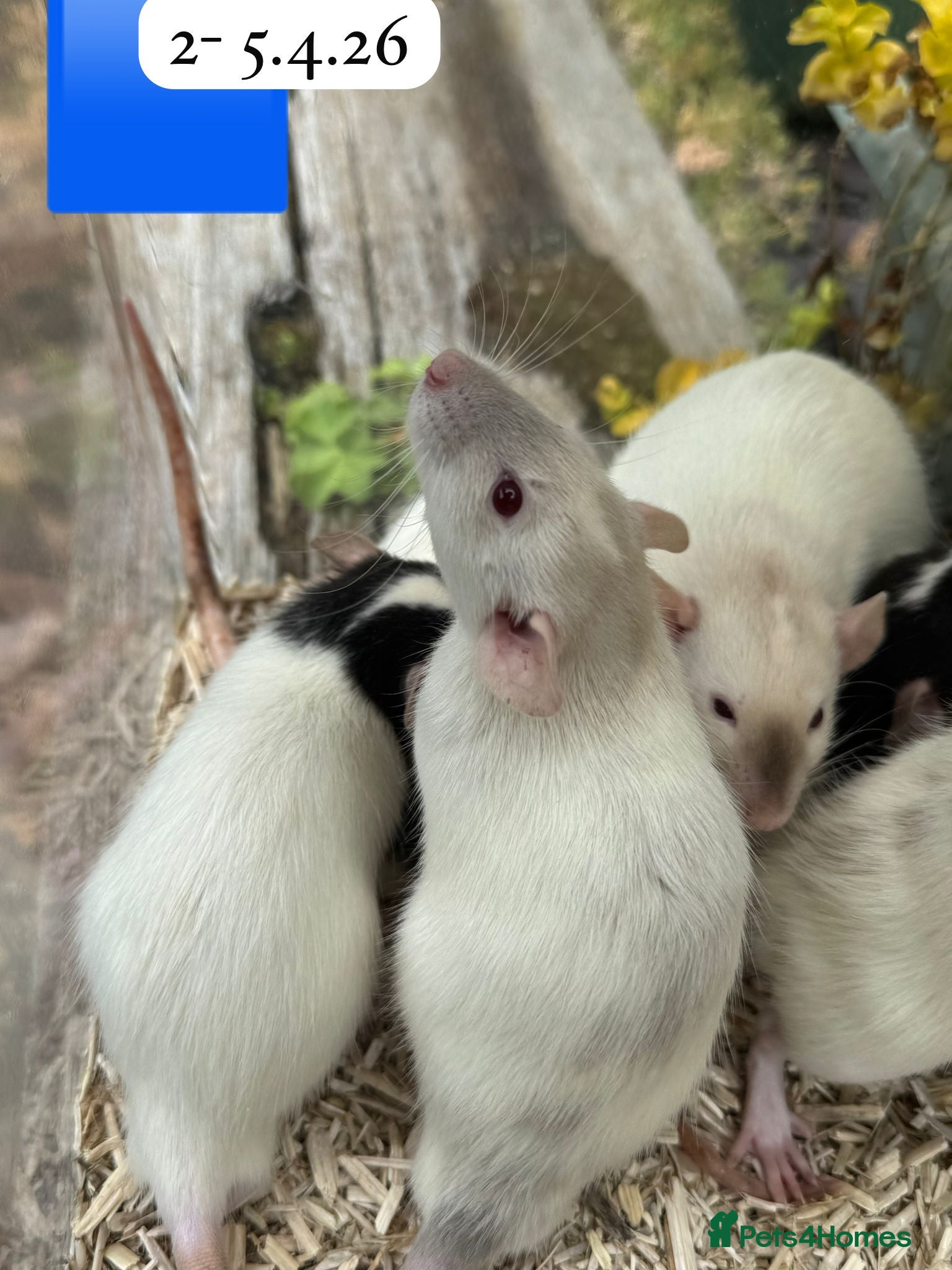 Rat rodents Beautiful full size and dwarf rats ready now - Advert 10