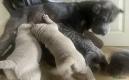 Shar Pei dogs for sale: Stunning litter of kc reg Shar Pei puppies  - Image 15
