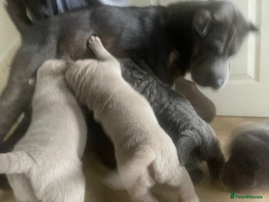 Shar Pei dogs for sale: Stunning litter of kc reg Shar Pei puppies  - Image 15