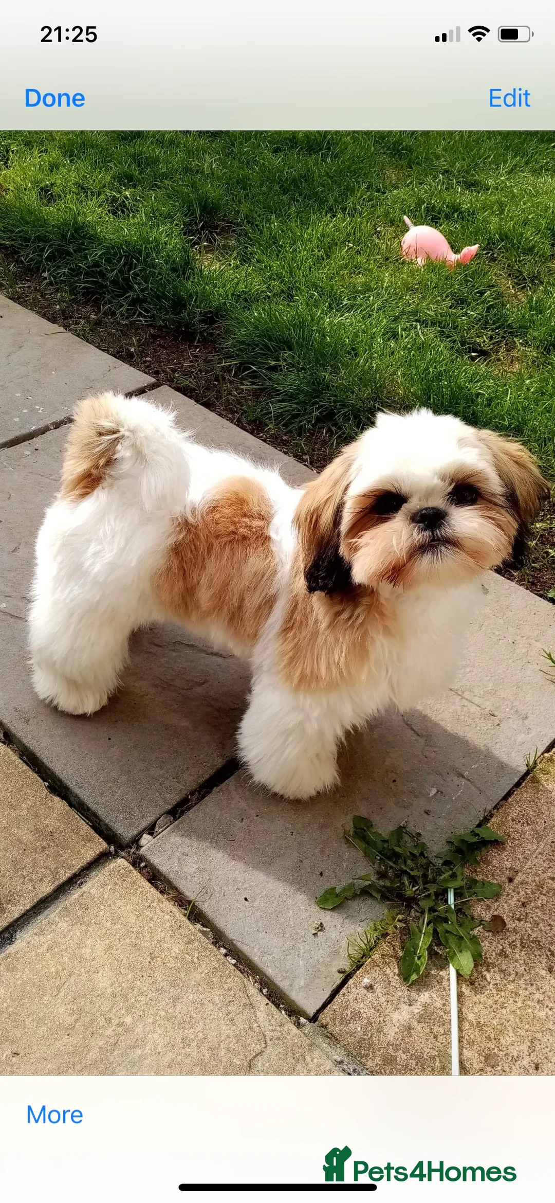 Shih Tzu dogs for stud: KC Registered stud  in Cullompton - Advert 21
